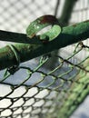 A rusty green fence in the middle of a suburban winter Royalty Free Stock Photo