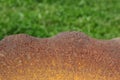 Rusty grill over blurred grass background