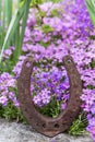 Rusty horseshoe in front of a lots of purple spring flowers