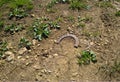 A RUSTY HORSESHOE LEFT ON THE GROUND.