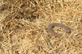 Rusty horseshoes on a straw background - rustic scene in a country style. Old iron Horseshoe - good luck symbol and mascot of well Royalty Free Stock Photo