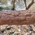 Rusty iron bar, railings of Charkop Bay. Royalty Free Stock Photo