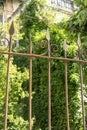 Rusty iron fence with barbed wire fences an abandoned house overgrown Royalty Free Stock Photo