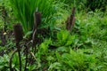 Rusty iron grass forks to decorate a flowerbed fence. An old vintage garden tool is stuck in the ground among green plants of the Royalty Free Stock Photo