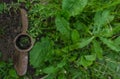 Rusty iron grass forks to decorate a flowerbed fence. An old vintage garden tool is stuck in the ground among green plants of the Royalty Free Stock Photo