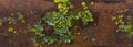 rusty iron grating with green lichen close-up