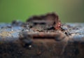 Rusty iron macro detail. Royalty Free Stock Photo