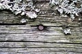 Rusty iron nails in an old wooden peeling surface. wooden background