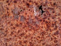 Rusty iron plate surface. Royalty Free Stock Photo
