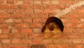 Rusty iron on the wall of red brick.