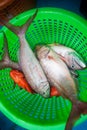 Rusty jobfish and Grouper fish in the green basket Royalty Free Stock Photo