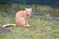 Rusty kitten in the garden