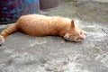 Rusty kitten lying and resting on pavement Royalty Free Stock Photo