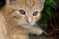 Rusty kitten Royalty Free Stock Photo