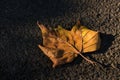 Rusty Fallen Leaf is Predicting the Coming of Autumn Royalty Free Stock Photo