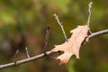 Rusty Fallen Leaf on a Branch in Autumn