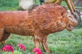 Rusty Lion Sculpture in Garden Royalty Free Stock Photo