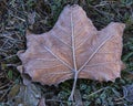 Rusty Maple Leaf Covered by Hoarfrost Royalty Free Stock Photo