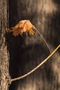 Rusty Maple Leaf Warmed by the Autumn Sun Royalty Free Stock Photo