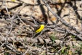 Rusty-margined Flycatcher (Myiozetetes cayanensis) in Brazil