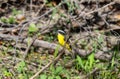 Rusty-margined Flycatcher (Myiozetetes cayanensis) in Brazil