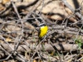 Rusty-margined Flycatcher (Myiozetetes cayanensis) in Brazil