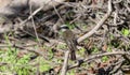 Rusty-margined Flycatcher (Myiozetetes cayanensis) in Brazil