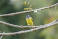 Rusty-margined flycatcher (Myiozetetes cayanensis) perched on a branch