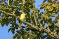 Rusty-margined flycatcher (Myiozetetes cayanensis) perched on a branch in a tree in sunshine, Manizales, Colombia