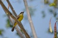Rusty-margined Flycatcher Myiozetetes cayanensis Royalty Free Stock Photo
