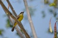 Rusty-margined Flycatcher Myiozetetes cayanensis