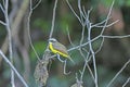 Rusty Margined Flycatcher in riverside tree Royalty Free Stock Photo