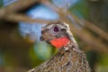 Rusty-margined guan