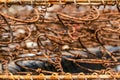 Rusty metal bed springs Royalty Free Stock Photo