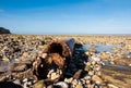 rusty metal canister polluting the pebble beach Royalty Free Stock Photo