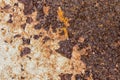 Rusty Metal, Corrosion of the surface, Grunge texture or background. Royalty Free Stock Photo