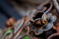 Rusty metal flower - closeup rust