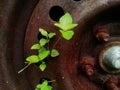 Rusty metal with holes and a plant growing up through the orifices Royalty Free Stock Photo