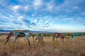 Rusty metal horse sculptures by Gene Galazan on Glassford Hill in Prescott Valley, Arizona