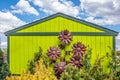 Rusty metal huge yard decor sunflowers against lime green storage shet with variety of evergreens under beauitful sky Royalty Free Stock Photo