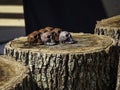 Creepy human skulls arranged on stump.