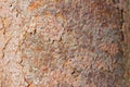 Rusty metal plate front view with rust flakes that are breaking away Royalty Free Stock Photo