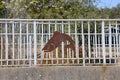 Rusty metal salmon ornament on steel fence.