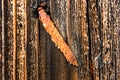 Rusty metal staple in wooden surface is macro