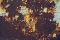 Rusty metal surface with blue paint residue as background image Royalty Free Stock Photo