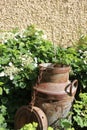 Rusty milk can in garden