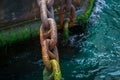 Rusty and mossy ship anchor chain on dry coast in the port. Royalty Free Stock Photo