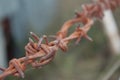 Rusty Multi Barbed Wire Fence with Blurred Grey & Green Background Royalty Free Stock Photo