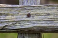 Rusty nail head holding old fence rail to post in cross pattern Royalty Free Stock Photo