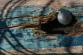 Rusty nail in a hole of a rotten wooden plank with flaking blue color, copy space, selected focus